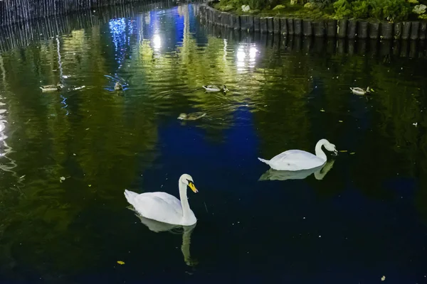 Witte Zwaan Zwemmen Het Meer Nachts Nacht Zwanen — Stockfoto