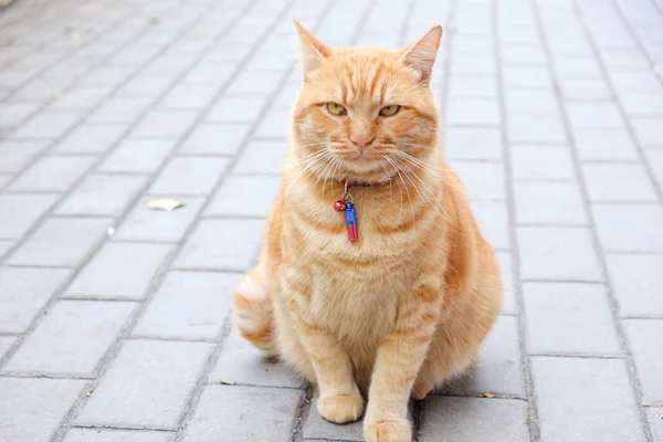 Vermelho Belo Gato Sentado Pavimento Cidade Moderna — Fotografia de Stock