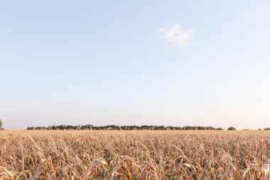 Mısır kırpma alanları açık havada arka plan cornfields manzara.