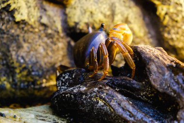 Kum yengeç yuva yakınındaki plajda yürüyüş aittir güneşli bir plajda denize yakın
