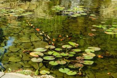 Japonya Koifish sazan Koi gölet, Koicarp su göl