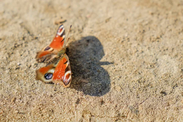 European Common Peacock red butterfly Aglais io, Inachis io on the ground, wings spread open.