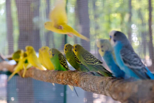 Loros Tortolitos Sentados Juntos Una Rama Árbol Concepto Amor — Foto de Stock