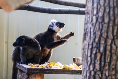 Ring-Tailed lemur catta, yabani memeli hayvanlar Madagaskar hayvan