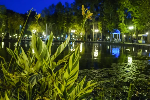 Grand Lotus Épine Étang Dans Parc — Photo