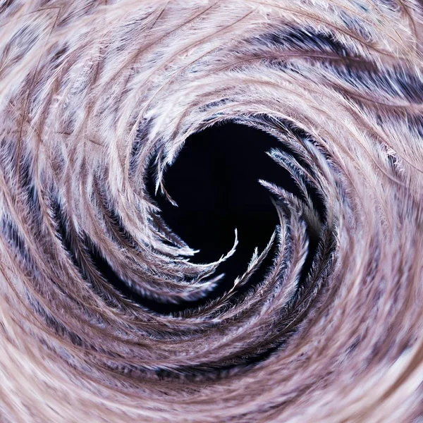 Penas Avestruz Redemoinho Espiral Fundo Preto Pássaro Para Baixo — Fotografia de Stock