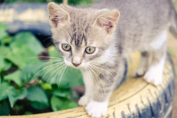 고양이 고양이 귀여운 고양이 스럽다 — 스톡 사진