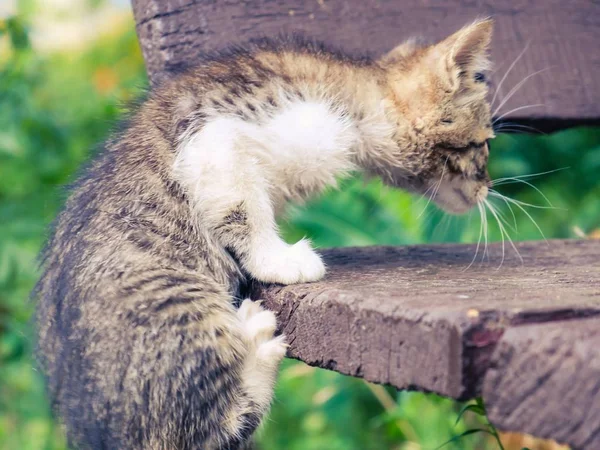 Gatito Gato Callejero Lindo Animal Compañía Felino Adorable Abandonado —  Fotos de Stock