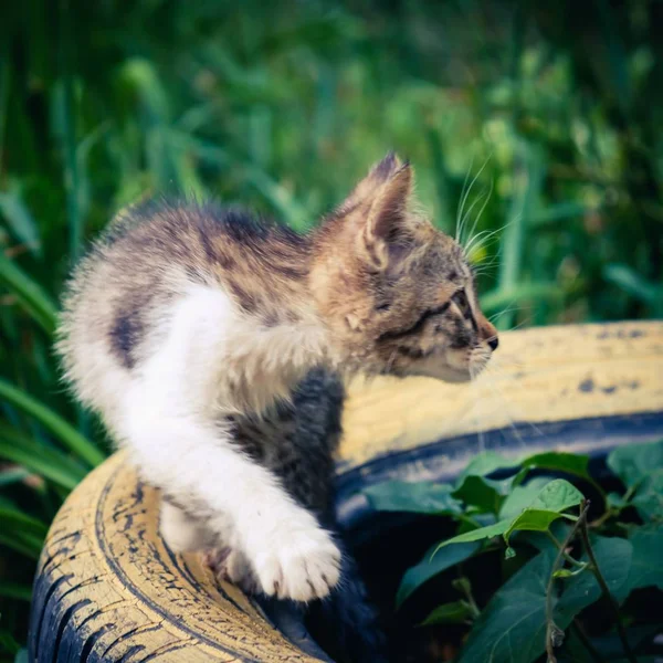 Kotek Kot Bezpańskie Słodkie Zwierzę Kotów Urocza Bezdomnych — Zdjęcie stockowe