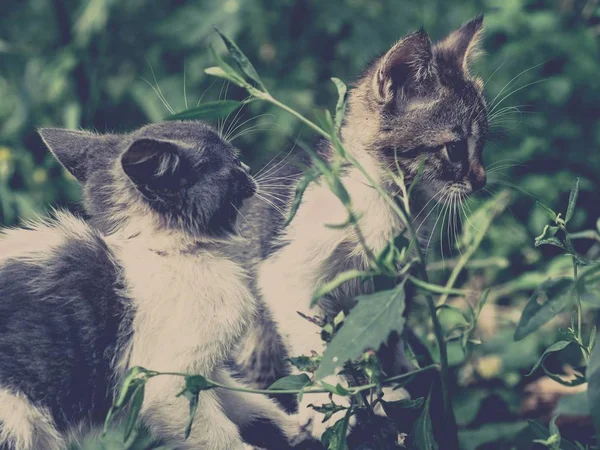 Kitten Kat Verdwaalde Schattig Gezelschapsdier Katachtige Schattig Armen — Stockfoto