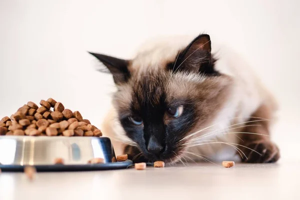 Tigela de comida de gato animal de estimação. chão bonito . — Fotografia de Stock