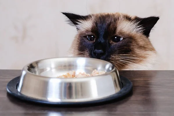 猫フード ボウル ペット動物。食事. — ストック写真
