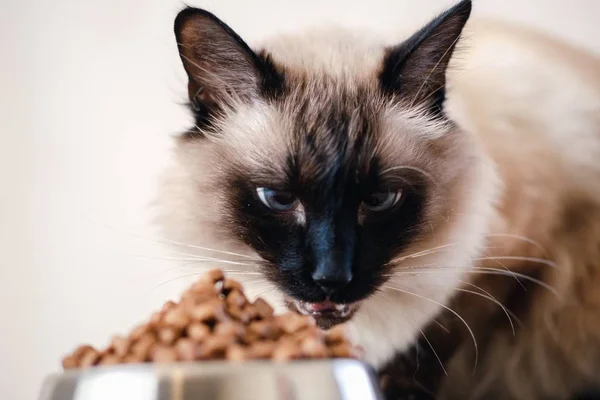 Tigela de comida de gato animal de estimação. mamífero de refeição . — Fotografia de Stock