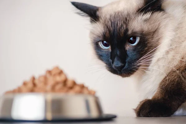 Tigela Comida Gato Animal Estimação Comida Doméstica Fofo Refeição — Fotografia de Stock