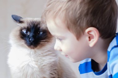 kedi çocuk balinese birlikte çocuk mutlu oynamak. Kafkas keyfini çıkarın.