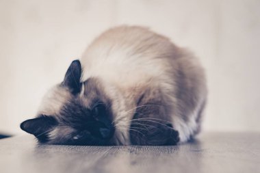 kedi sevimli yavru hasta yalancı evde beslenen hayvan hayvan. izole.