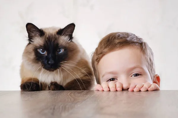 Kat Kind Balinese Samen Spelen Kind Gelukkig Schattige Dieren — Stockfoto