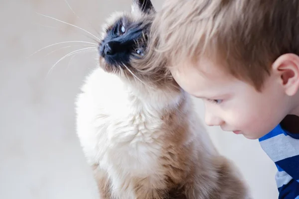 Kat Kind Balinese Samen Spelen Kind Gelukkig Zorg Metgezel — Stockfoto