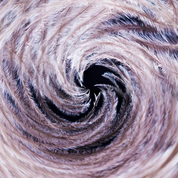 Plume Autruche Tourbillon Spirale Fond Noir Oiseau Lumière — Photo