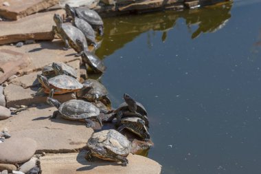 Kırmızı kulaklı kaymak kaplumbağa. Trachemys scripta elegans. Portre kadar kapatın
