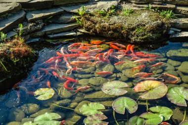 Japonya Koifish sazan Koi gölet, Koicarp su göl