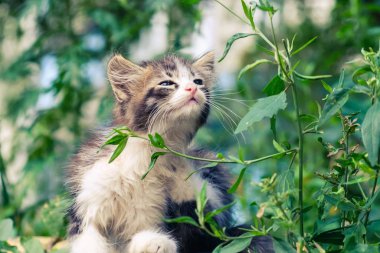 yavru kedi kedi sokak şirin evde beslenen hayvan hayvan kedi. küçük ev içi kullanımına yönelik.