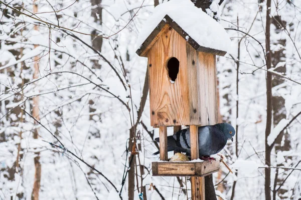 Casa Pássaros Coberta Neve Uma Floresta Fria Inverno Pombo — Fotografia de Stock