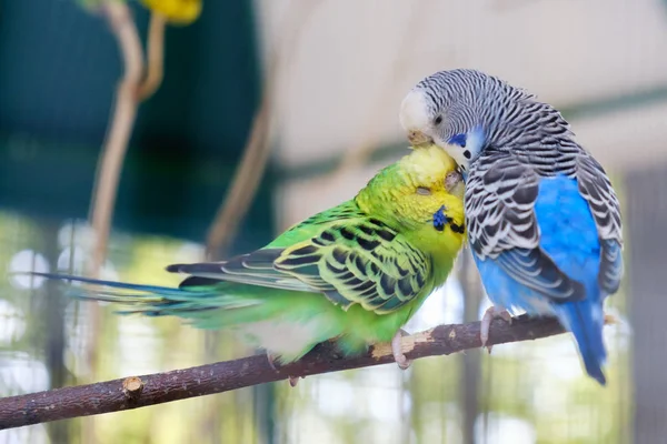 Blu Verde Lovebird Pappagalli Seduti Insieme Ramo Albero Lovebird Kiss — Foto Stock