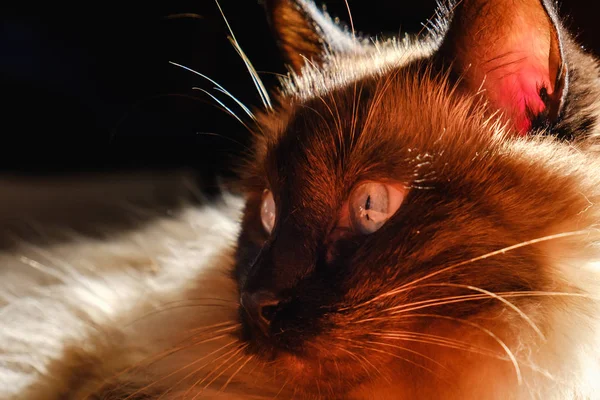 Balinese Siamese Cat Feixe Luz Com Belos Olhos Azuis — Fotografia de Stock