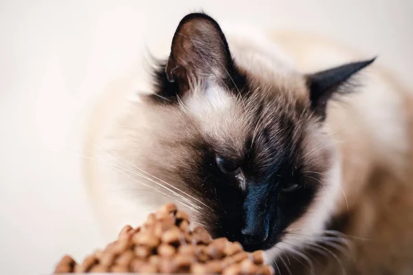 猫ボウル ペット動物国内食事 つの食事 — ストック写真