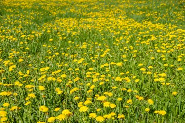 Sarı dandelions. Parlak çiçek dandelions yeşil bahar meadows alan arka plan üzerinde.