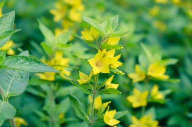 çiçek arka plan sarı çiçek çiçek güzel bahar. duvar kağıdı.