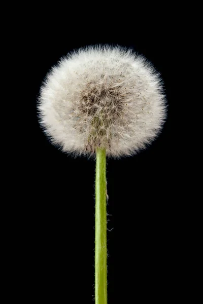 Blaasbal Van Paardebloem Geïsoleerd Zwarte Achtergrond — Stockfoto