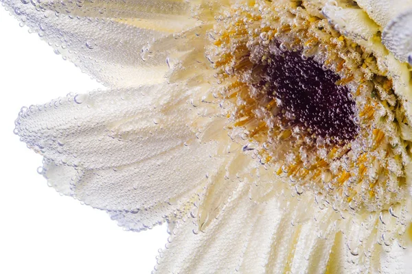 Schöne Weiße Blume Gerbera Unter Wasser Türkis Hintergrund Blühen Isoliert — Stockfoto