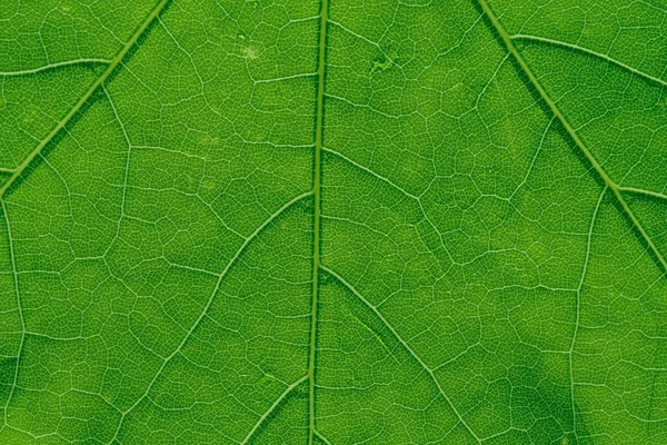 Zelené Listy Pozadí Listové Texturu Makro Zblízka — Stock fotografie