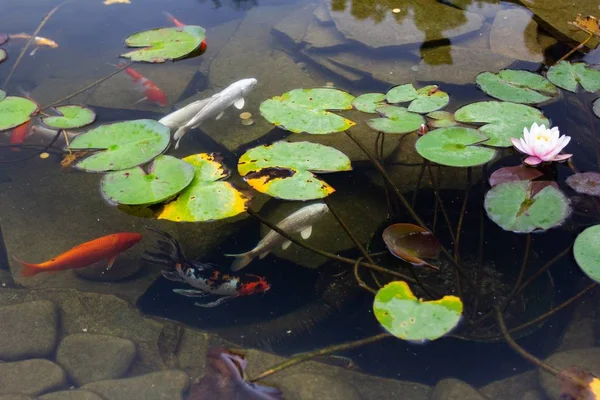 Carpa en el estanque, peces de colores, asia nadar . — Foto de Stock