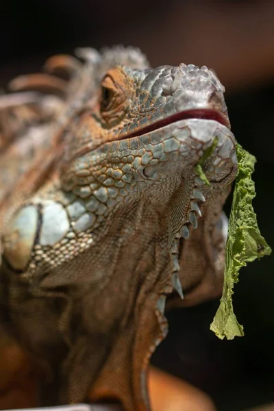 Iguane orange animal lézard rouge, fond . — Photo