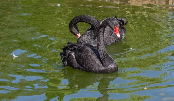 Zwarte zwaan op lake water dierlijke vogel, kalm. — Stockfoto