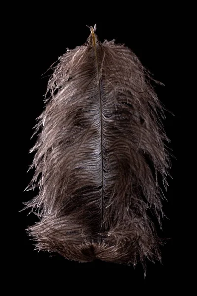 Avestruz de plumas sobre fondo negro, pluma de ave, África . — Foto de Stock