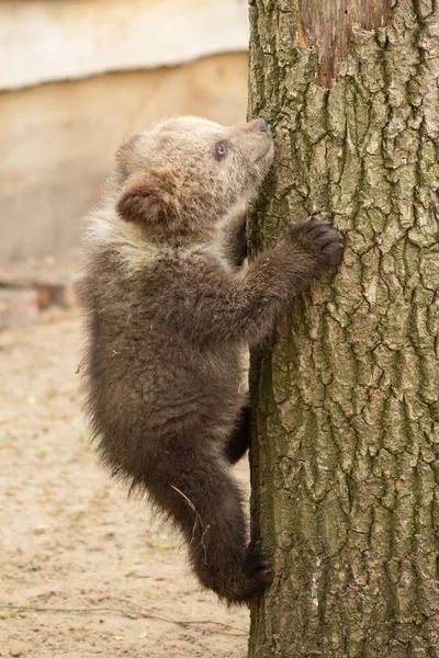 Oso joven en el bosque en el árbol, parque de vida silvestre, EE.UU. . — Foto de Stock