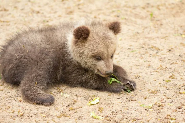 Jeune ours en forêt sur arbre, parc animalier, mignonne . — Photo
