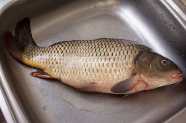 Sazan balığı yemek yemek ve balık havuz Temizleme, balıkçılık.