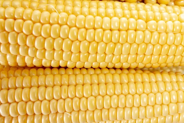 Kukorica növényi, elszigetelt fehér, élelmiszer, gabona. — Stock Fotó
