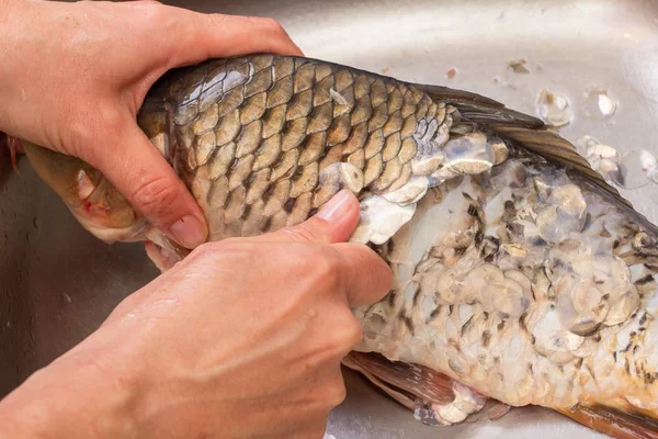 Sazan balığı yemek yemek ve balık havuz Temizleme, gutting.