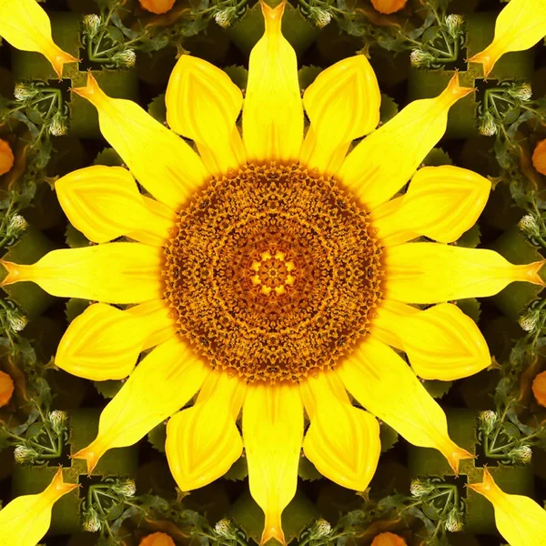 Sunflower pattern background sun flower. symmetry yellow. — Stock Photo, Image