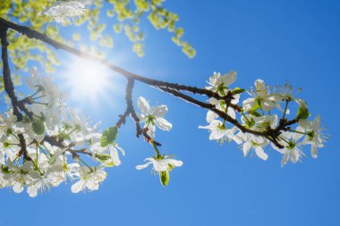 Bahar güneşi ile gökyüzü arka plan beyaz kiraz çiçekleri