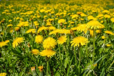 Sarı dandelions. Dandelions yeşil bahar meadows arka plan üzerinde.