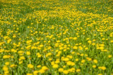 Mevsimlik arka plan sarı dandelions. B