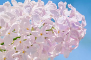 Leylak dalı çiçek arka plan, güzellik çiçek.