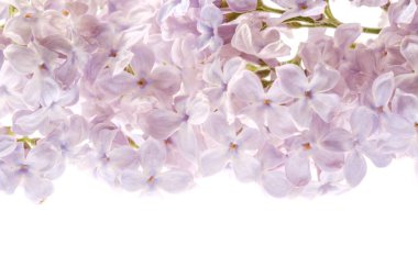 Beyaz, yaz çiçek çiçek leylak dalı izole.